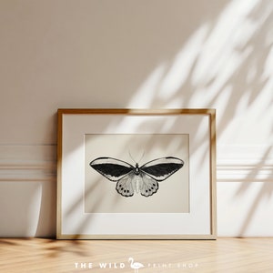 May include: A black and white illustration of a butterfly with its wings spread wide. The butterfly is framed in a light wood frame and is set against a white wall.