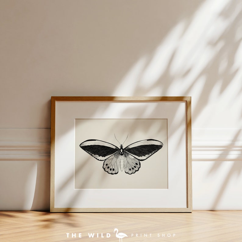 May include: A black and white illustration of a butterfly with its wings spread wide. The butterfly is framed in a light wood frame and is set against a white wall.