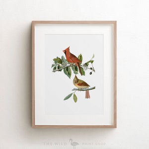 Vintage Bird Print Cardinal Print Bird Wall Art Audubon - Etsy