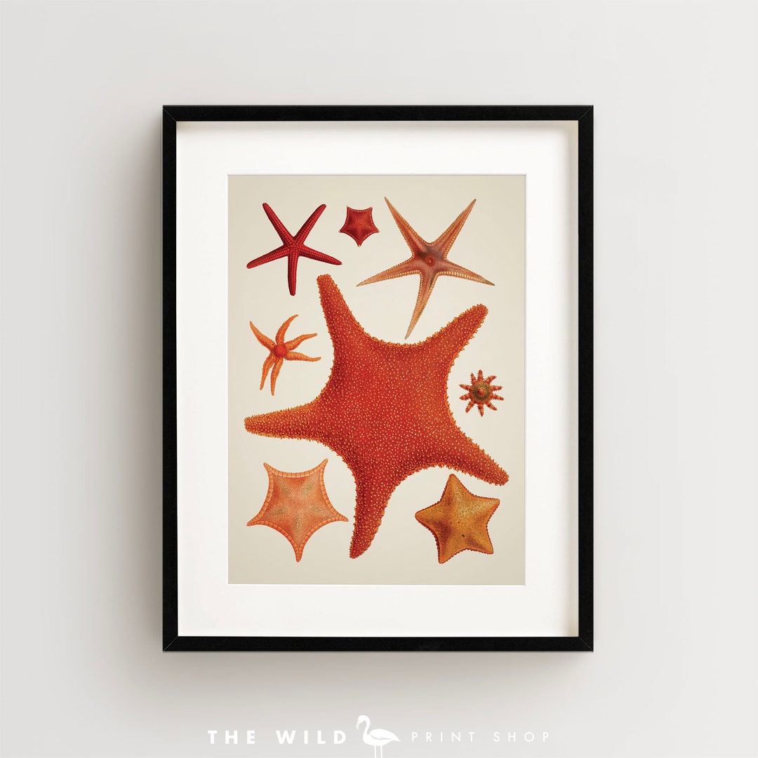 Starfish Print, Seashell Print, Vintage Seashell Print, Seashell Wall ...