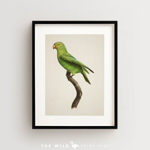 Vintage Parrot Print, Red Cheeked Parrot Print, Parrot Print, Vintage Bird Print, Bird Wall Art, Bird Art Vertical