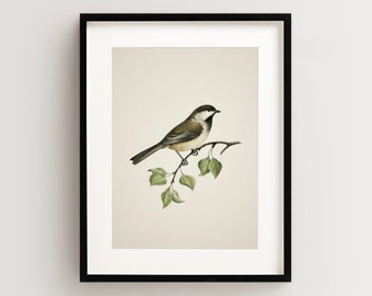 Vintage Bird Print, Chickadee Print, Bird Wall Art, Vintage Bird Print, Red Bird Art Vertical