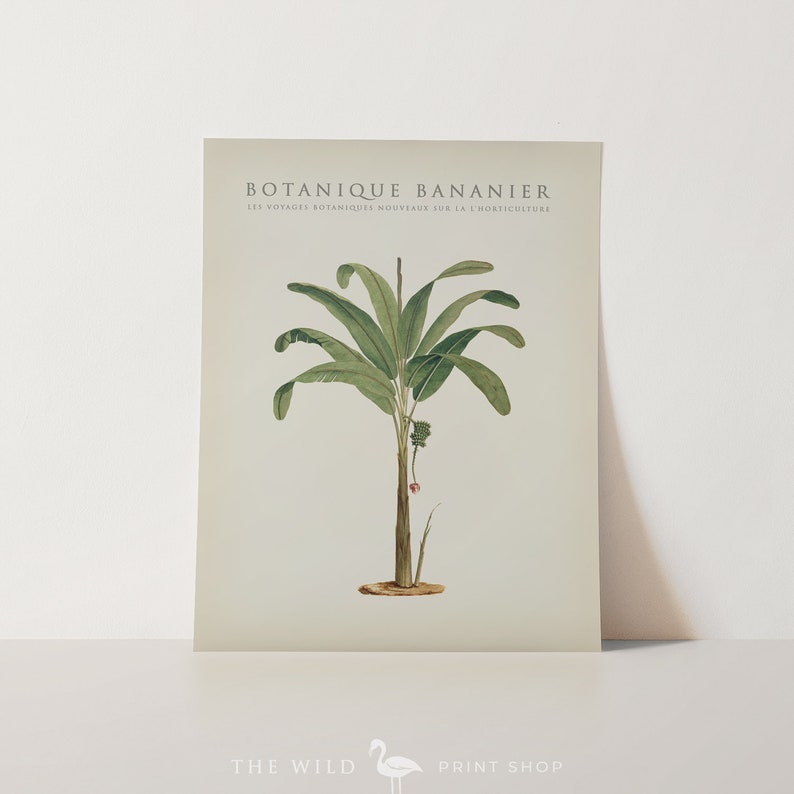 Banana Tree Print Banana Tree Art Print Vintage Botanical Etsy banana-tree-print-banana-tree-art-print-vintage-botanical-etsy