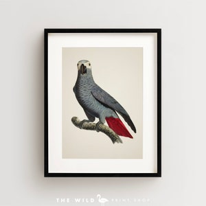Vintage Parrot Print, African Grey Parrot Print, Parrot Print, Vintage Bird Print, Bird Wall Art, Bird Art Vertical