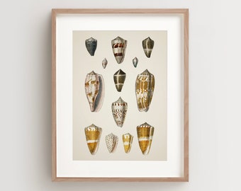 Seashell Print, Vintage Seashell Print, Seashell Wall Art, Nautical Print Vertical