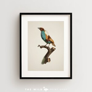 Bird of Paradise Print, Vintage Bird Print, Tropical Bird Print, Bird Wall Art, Bird Art Vertical