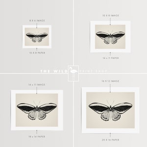 May include: A black and white illustration of a butterfly with a cream background. The image is available in various sizes, including 8x6 inches, 10x8 inches, 14x11 inches, and 16x12 inches.