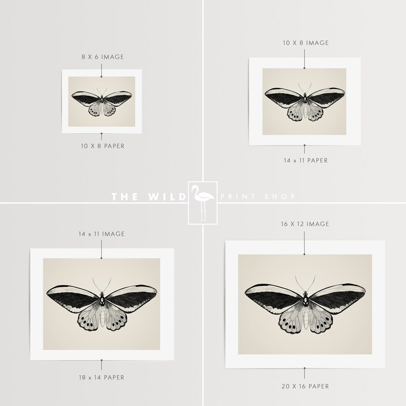 May include: A black and white illustration of a butterfly with a cream background. The image is available in various sizes, including 8x6 inches, 10x8 inches, 14x11 inches, and 16x12 inches.