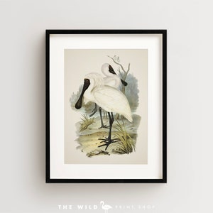 Vintage Bird Print, Spoonbill Print, Coastal Bird Print, Bird Wall Art, Bird Art Vertical