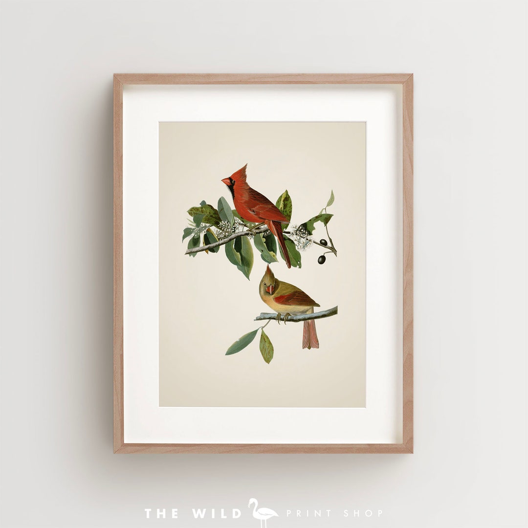 Vintage Bird Print, Cardinal Print, Bird Wall Art, Audubon Bird Print ...