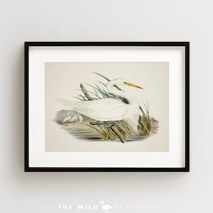 Vintage Bird Print, Egret Print, Coastal Bird Print, Bird Wall Art, Bird Art, Horizontal