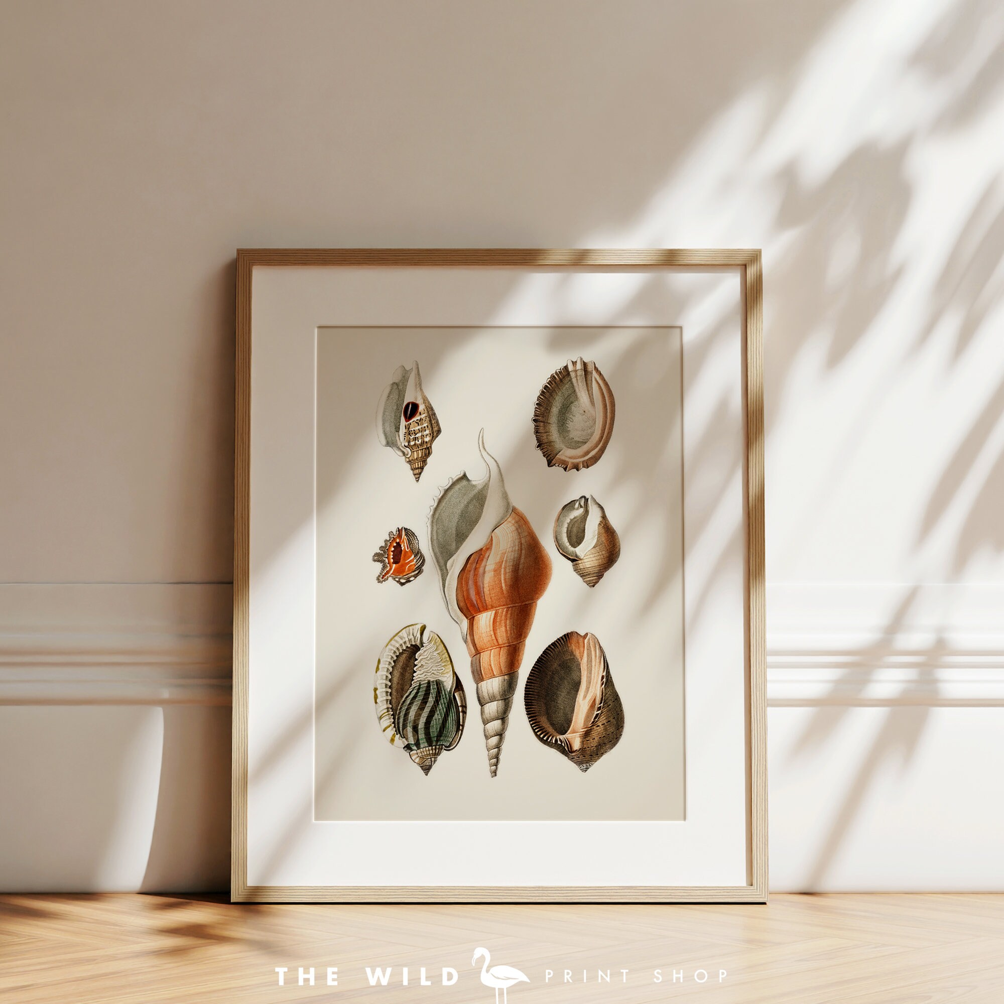 Seashell Print, Vintage Seashell Print, Seashell Wall Art, Nautical ...