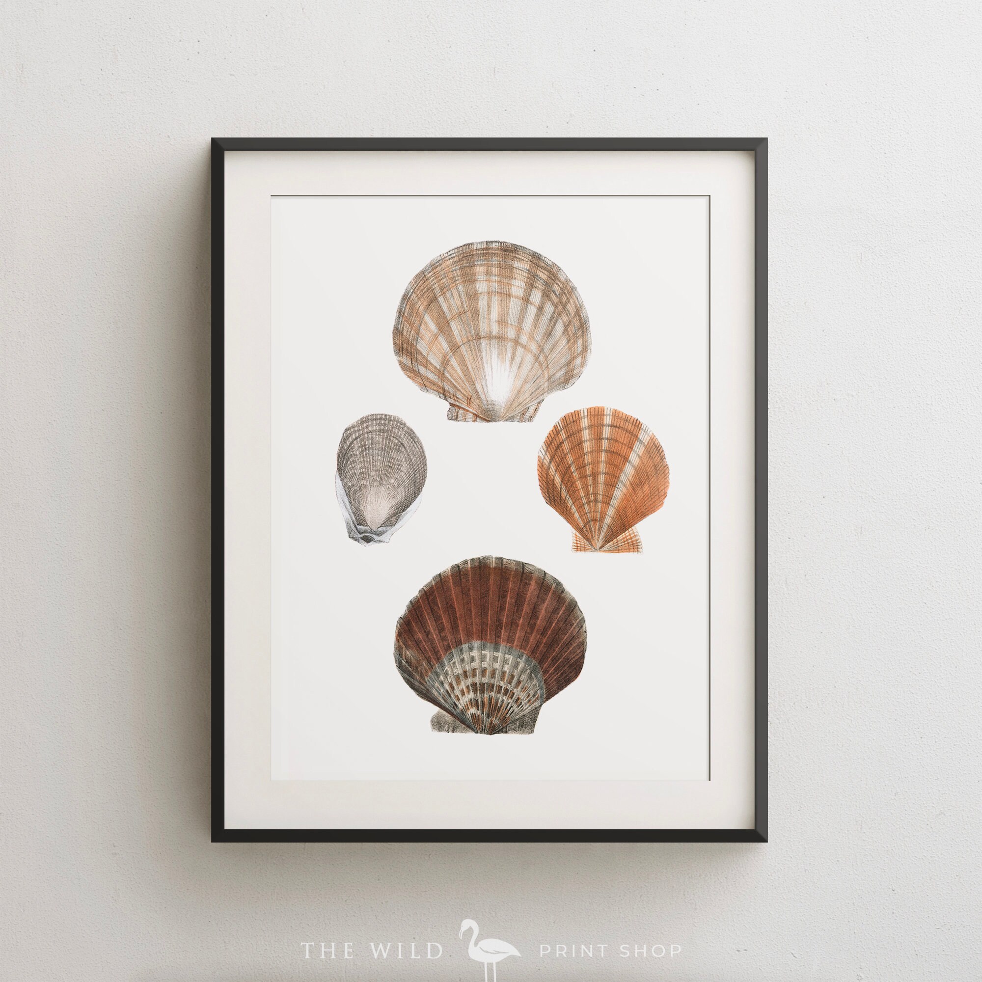 Seashell Print Vintage Seashell Print Seashell Wall Art | Etsy
