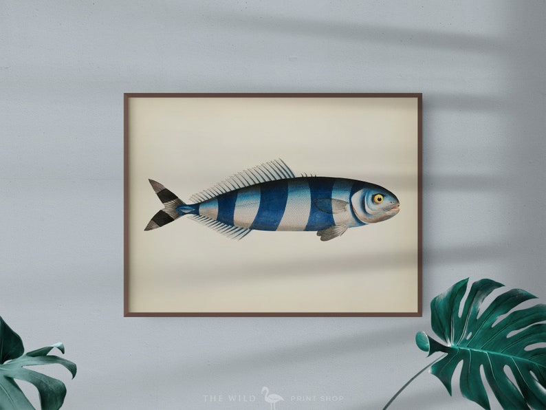 Fish Wall Art Vintage Fish Print Tropical Fish Print Nautical Print