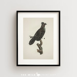 Bird of Paradise Print, Vintage Bird Print, Tropical Bird Print, Bird Wall Art, Bird Art Vertical