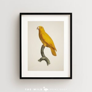 Vintage Parrot Print, Pacific Parrotlet Print, Parrot Print, Vintage Bird Print, Bird Wall Art, Bird Art Vertical