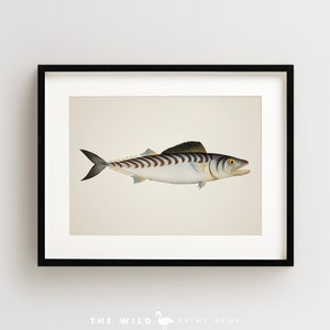 Vintage Fish Print, Tropical Fish Print, Fish Wall Art, Nautical Print, Horizontal