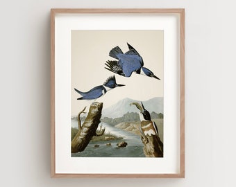 Vintage Bird Print, Belted Kingfisher Print, Bird Wall Art, Audubon Bird Print, Bird Art Vertical