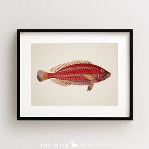 Vintage Fish Print, Tropical Fish Print, Fish Wall Art, Nautical Print, Horizontal