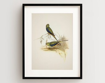 Vintage Parrot Print, Parakeet Print, Parrot Print, Vintage Bird Print, Bird Wall Art, Bird Art Vertical
