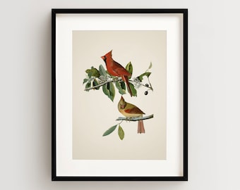 Vintage Bird Print, Cardinal Print, Bird Wall Art, Audubon Bird Print, Red Bird Art Vertical