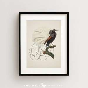 Bird of Paradise Print, Vintage Bird Print, Tropical Bird Print, Bird Wall Art, Bird Art Vertical