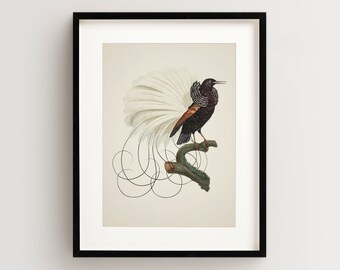 Bird of Paradise Print, Vintage Bird Print, Tropical Bird Print, Bird Wall Art, Bird Art Vertical