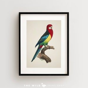 Vintage Parrot Print, Eastern Rosella Print, Parrot Print, Vintage Bird Print, Bird Wall Art, Bird Art Vertical