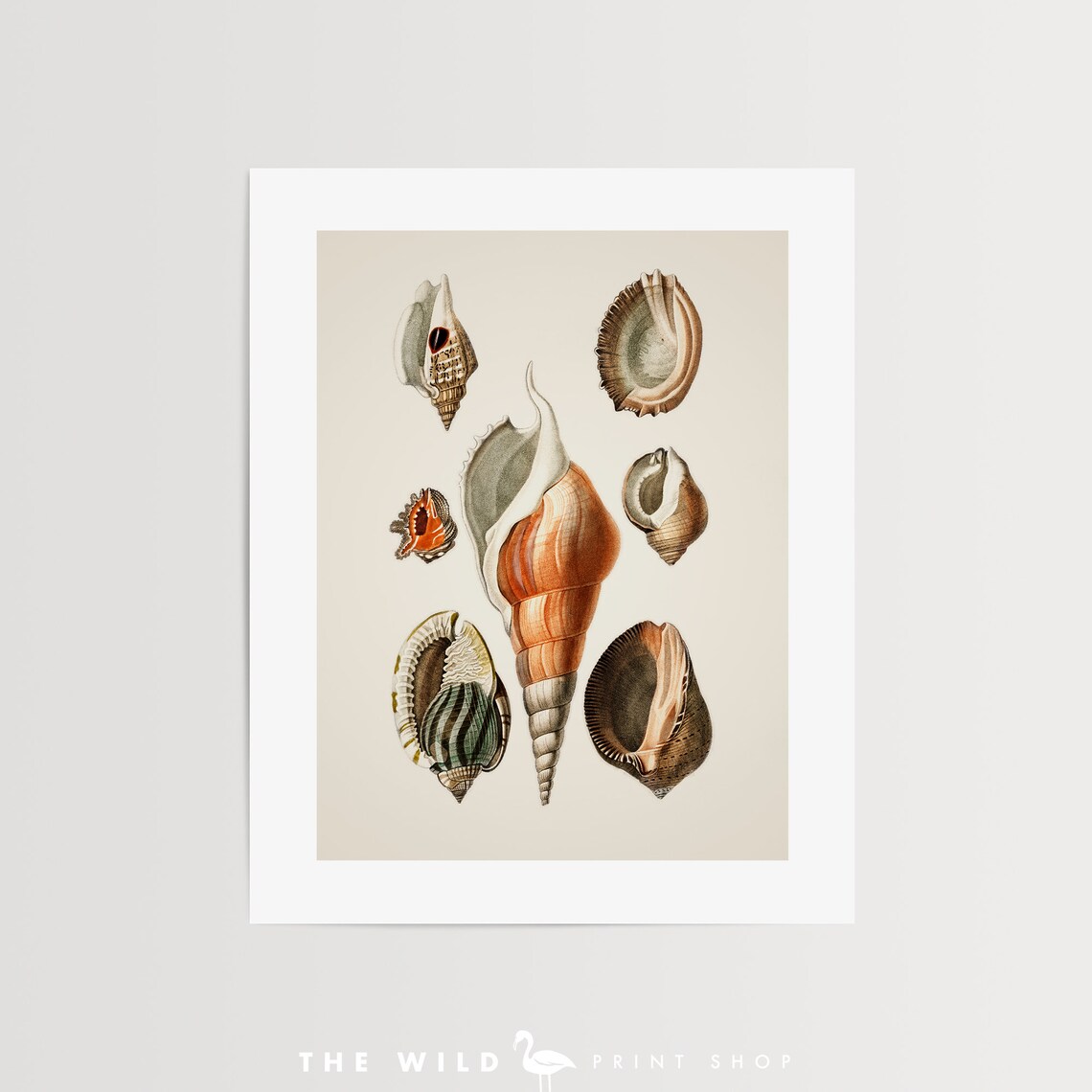 Seashell Print, Vintage Seashell Print, Seashell Wall Art, Nautical ...