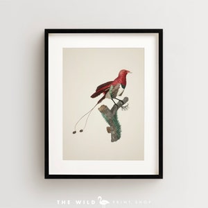 Bird of Paradise Print, Vintage Bird Print, Tropical Bird Print, Bird Wall Art, Bird Art Vertical