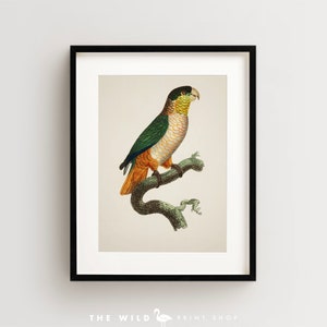 Vintage Parrot Print, Black Headed Parrot Print, Parrot Print, Vintage Bird Print, Bird Wall Art, Bird Art Vertical