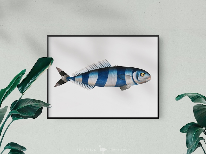Fish Wall Art Vintage Fish Print Tropical Fish Print Nautical Print