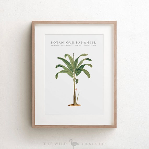 Banana Tree Print Banana Tree Art Print Vintage Botanical Etsy banana-tree-print-banana-tree-art-print-vintage-botanical-etsy