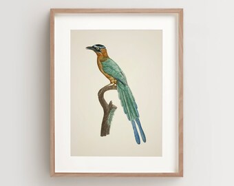 Vintage Bird Print, Motmot Print, Tropical Bird Print, Bird Wall Art, Bird Art Vertical