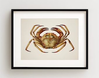 Crab Print, Vintage Crab Print, Crab Wall Art, Nautical Print, Horizontal