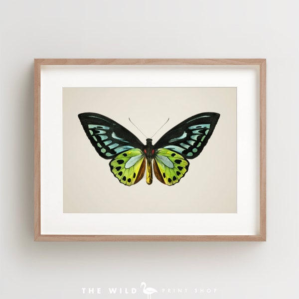 Vintage Butterfly Print, Butterfly Art Print, Butterfly Wall Art, Horizontal