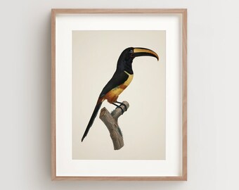 Toucan Print, Vintage Bird Print, Tropical Bird Print, Bird Wall Art, Bird Art Vertical