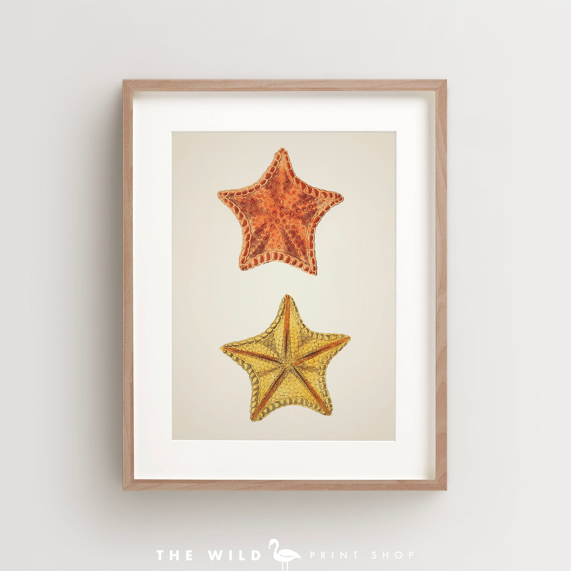Starfish Print, Seashell Print, Vintage Seashell Print, Seashell Wall ...