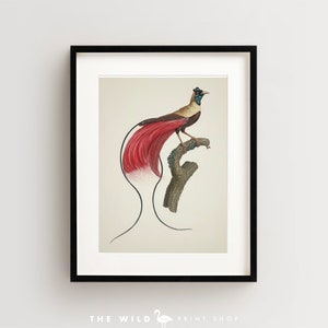 Bird of Paradise Print, Vintage Bird Print, Tropical Bird Print, Bird Wall Art, Bird Art Vertical