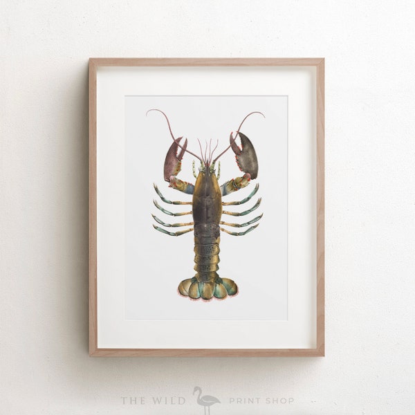Lobster Art Print - Etsy