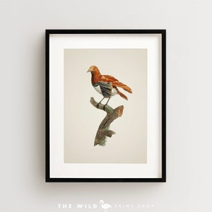 Bird of Paradise Print, Vintage Bird Print, Tropical Bird Print, Bird Wall Art, Bird Art Vertical