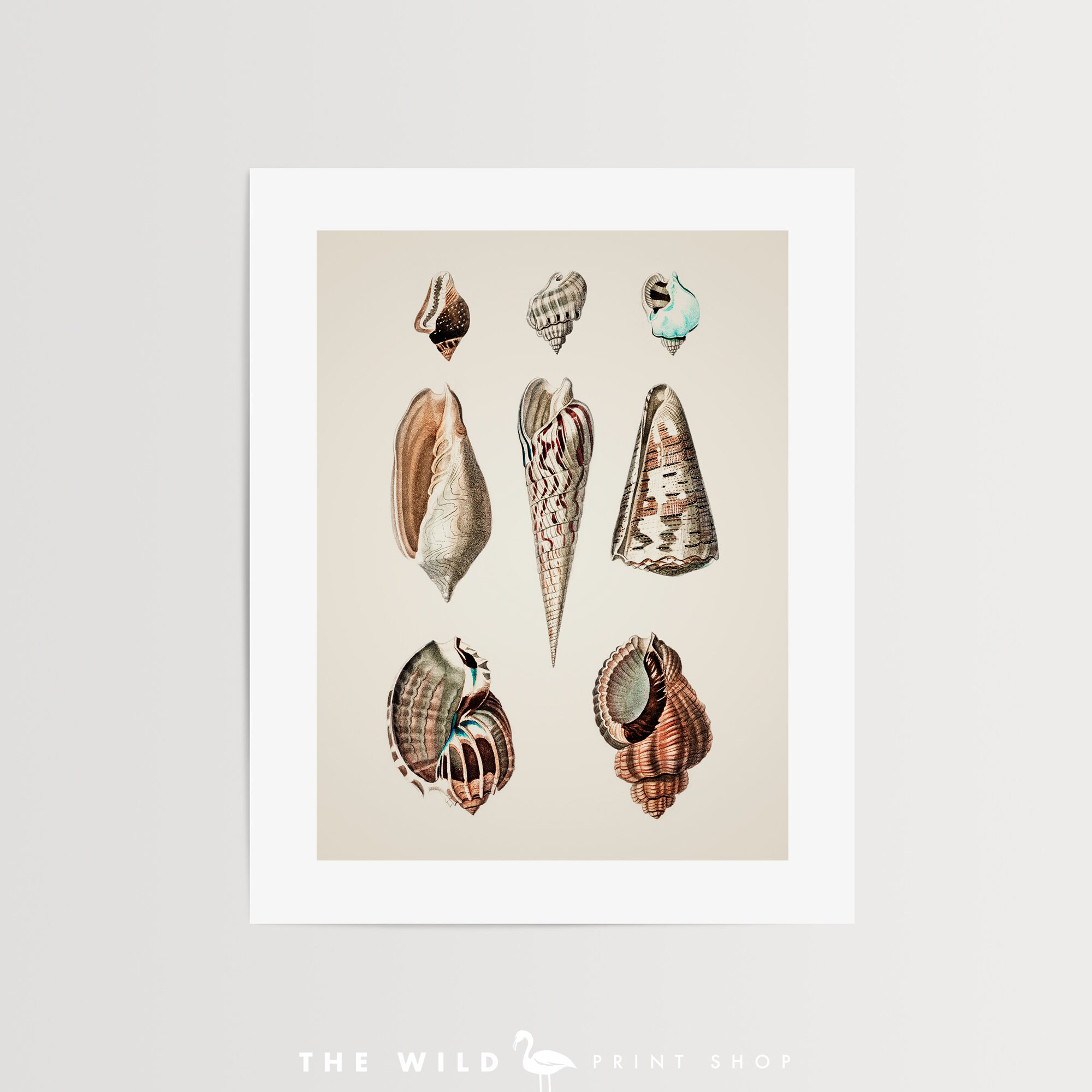 Seashell Print, Vintage Seashell Print, Seashell Wall Art, Nautical ...