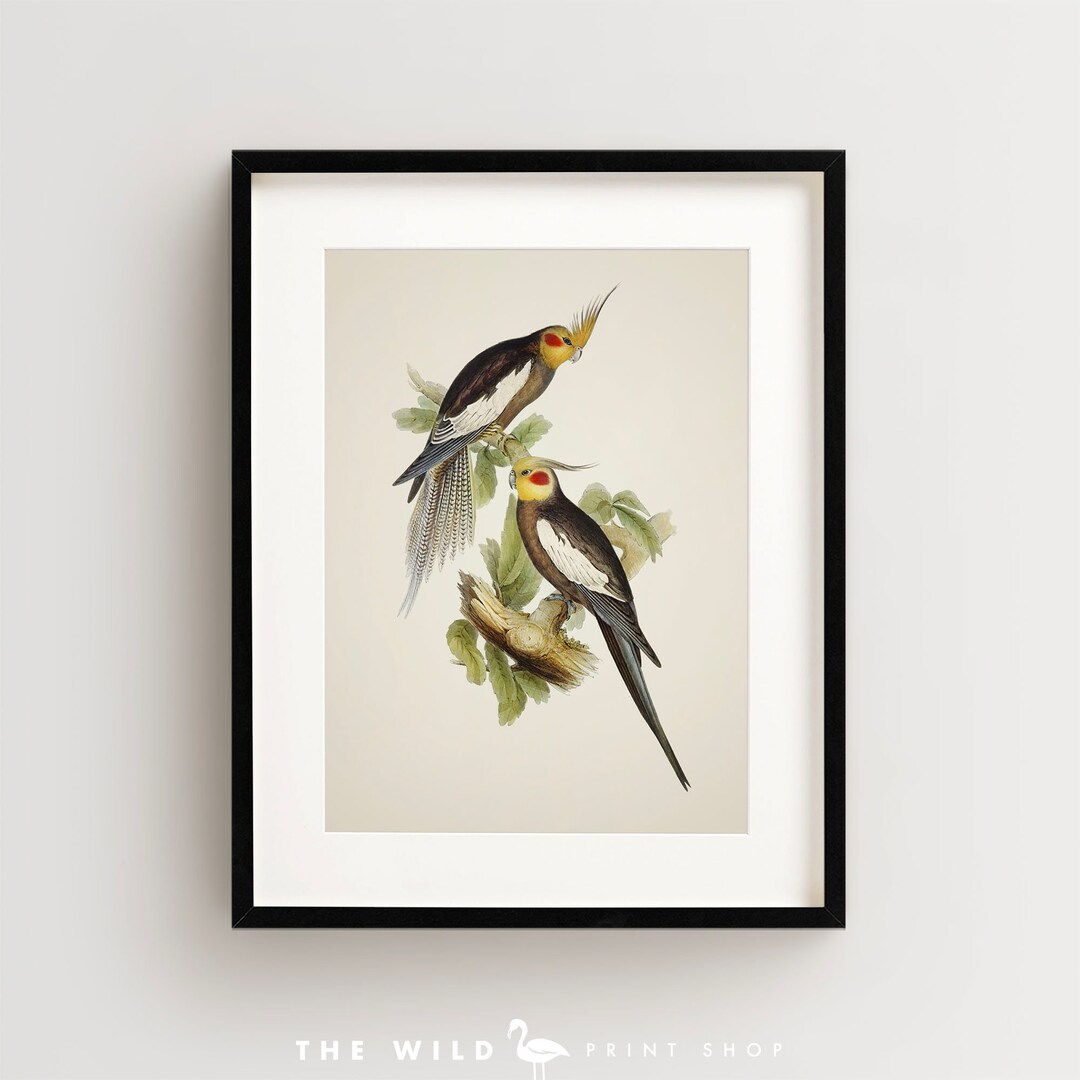 Cockatiel Print, Vintage Parrot Print, Parrot Print, Vintage Bird