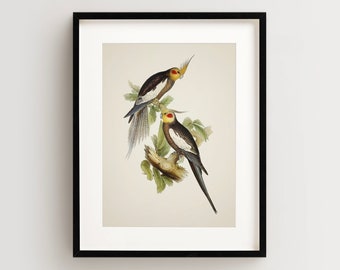 Cockatiel Print, Vintage Parrot Print, Parrot Print, Vintage Bird Print, Bird Wall Art, Bird Art Vertical