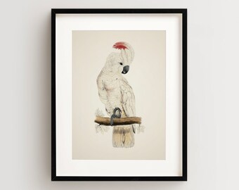 Vintage Parrot Print, Moluccan Cockatoo Print, Parrot Print, Vintage Bird Print, Bird Wall Art, Bird Art Vertical