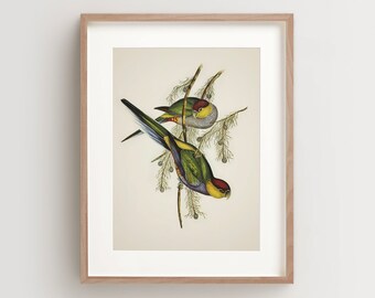 Vintage Parrot Print, Parakeet Print, Parrot Print, Vintage Bird Print, Bird Wall Art, Bird Art Vertical