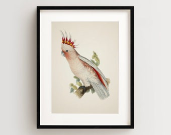 Vintage Parrot Print, Major Mitchell's Cockatoo Print, Parrot Print, Vintage Bird Print, Bird Wall Art, Bird Art Vertical