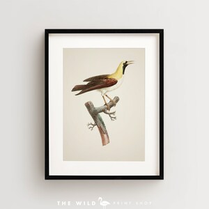 Bird of Paradise Print, Vintage Bird Print, Tropical Bird Print, Bird Wall Art, Bird Art Vertical