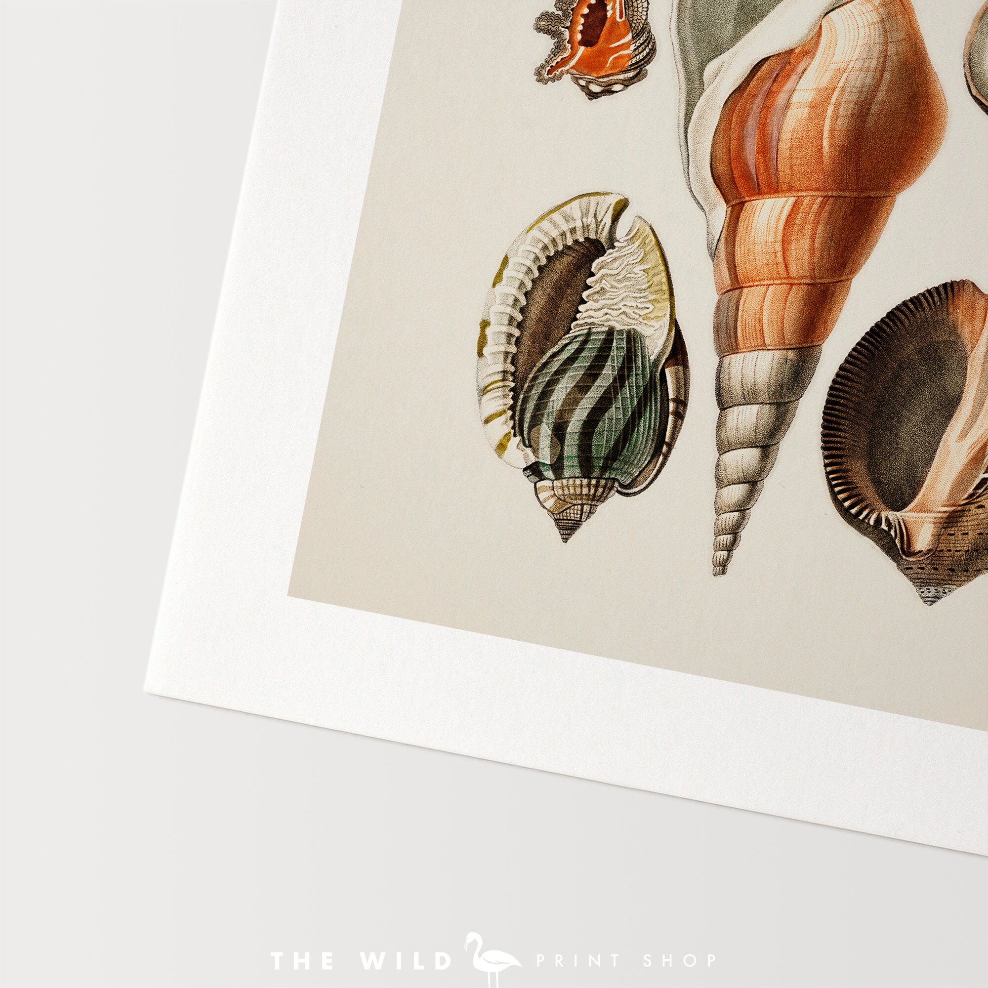 Seashell Print, Vintage Seashell Print, Seashell Wall Art, Nautical ...