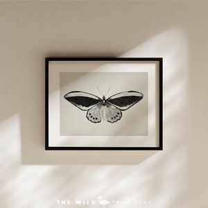 May include: A black and white illustration of a butterfly with its wings spread wide. The butterfly is framed in a black frame with a white mat.